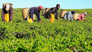Kenya : croissance de 5, 5 % attendue en 2018