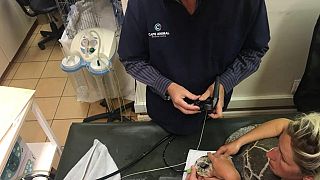 Cape Town vet pulls plastic bag from Turtle’s throat
