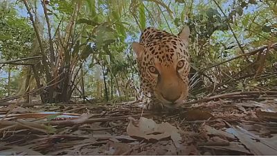 A safari experience through "VR" technology