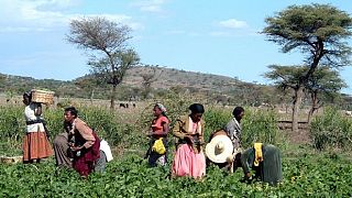 Les violences intercommunautaires font au moins 17 tués en Ethiopie