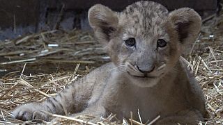 Le lionceau Simba, petit roi du zoo de Singapour