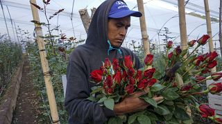 Why I’m shunning Valentine’s Day for the sake of the environment