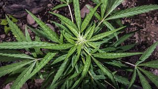 Kenya Rastafari group seeks to legalise 'spiritual' cannabis use