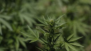 Morocco joins growing list of African countries to legalize cannabis