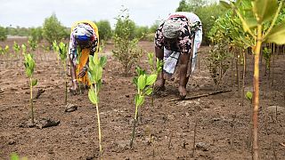Surexploitée, la mangrove kényane "se relève" grâce aux habitants