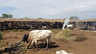 Burundi : des cas de Fièvre de la Vallée du Rift détectés