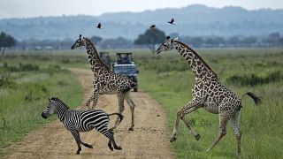 Tanzania backpedals on lifting ban on wildlife exports