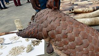 Les pangolins menacés par le trafic et le braconnage en Afrique