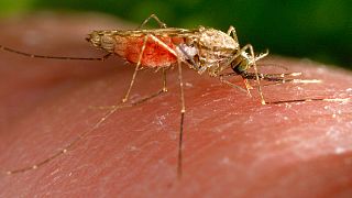 Malaria cases surge in 2023, says WHO Report
