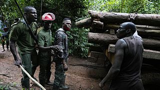 Nigeria : d’anciens braconniers protègent la faune et la flore