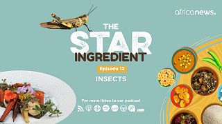 Podcast| Are edible insects the food of the future?