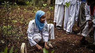 Kenya bids to increase forest cover by 3% in next ten years