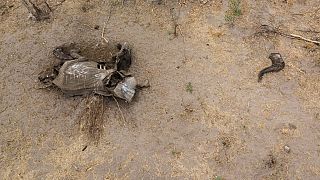 Zimbabwe's wildlife in crisis due to extreme drought
