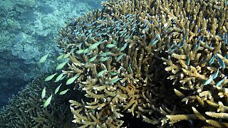 Changement climatique : la température des océans plus haute que jamais