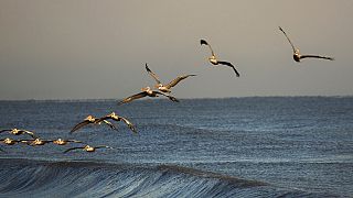 UNESCO : pollution et changement climatique perturbent les océans