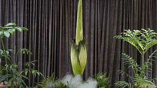 Rare blossom of the corpse flower in Sydney