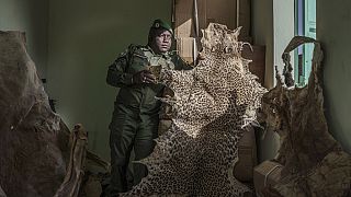 Sénégal : la survie des grands félins à l'épreuve des croyances et traditions