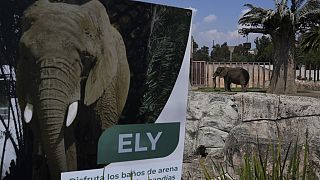 Mexico's top court orders zoo to take better care of African elephant