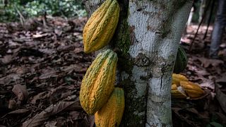 Côte d'Ivoire : le cacao plombé par les droits de douane américains