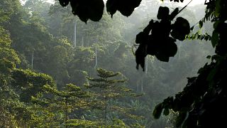 In Ghana, an illegal settlement turned a forest reserve into a criminal city