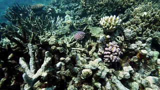 Climat : le blanchiment des coraux atteint un seuil critique