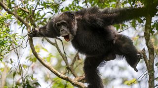 Chimpanzee Beats Reveal Rhythmic Roots of Human Communication, New Study Finds