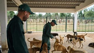 Le Maroc dévoile des mesures pour améliorer la gestion des chiens errants