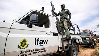 Zimbabwe to cull 50 elephants, distribute meat to locals
